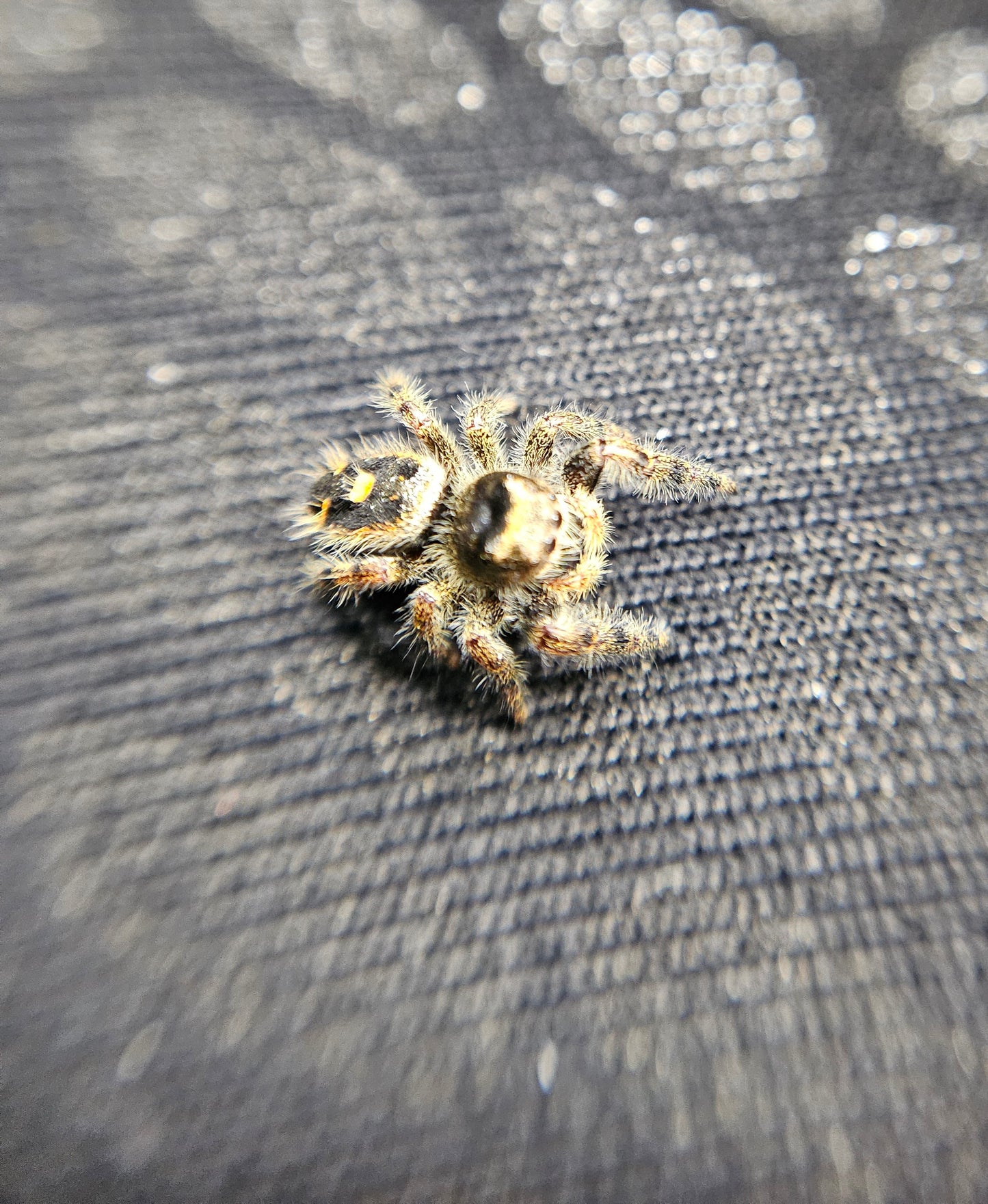 Phidippus Audax juv/sub-adult/adult