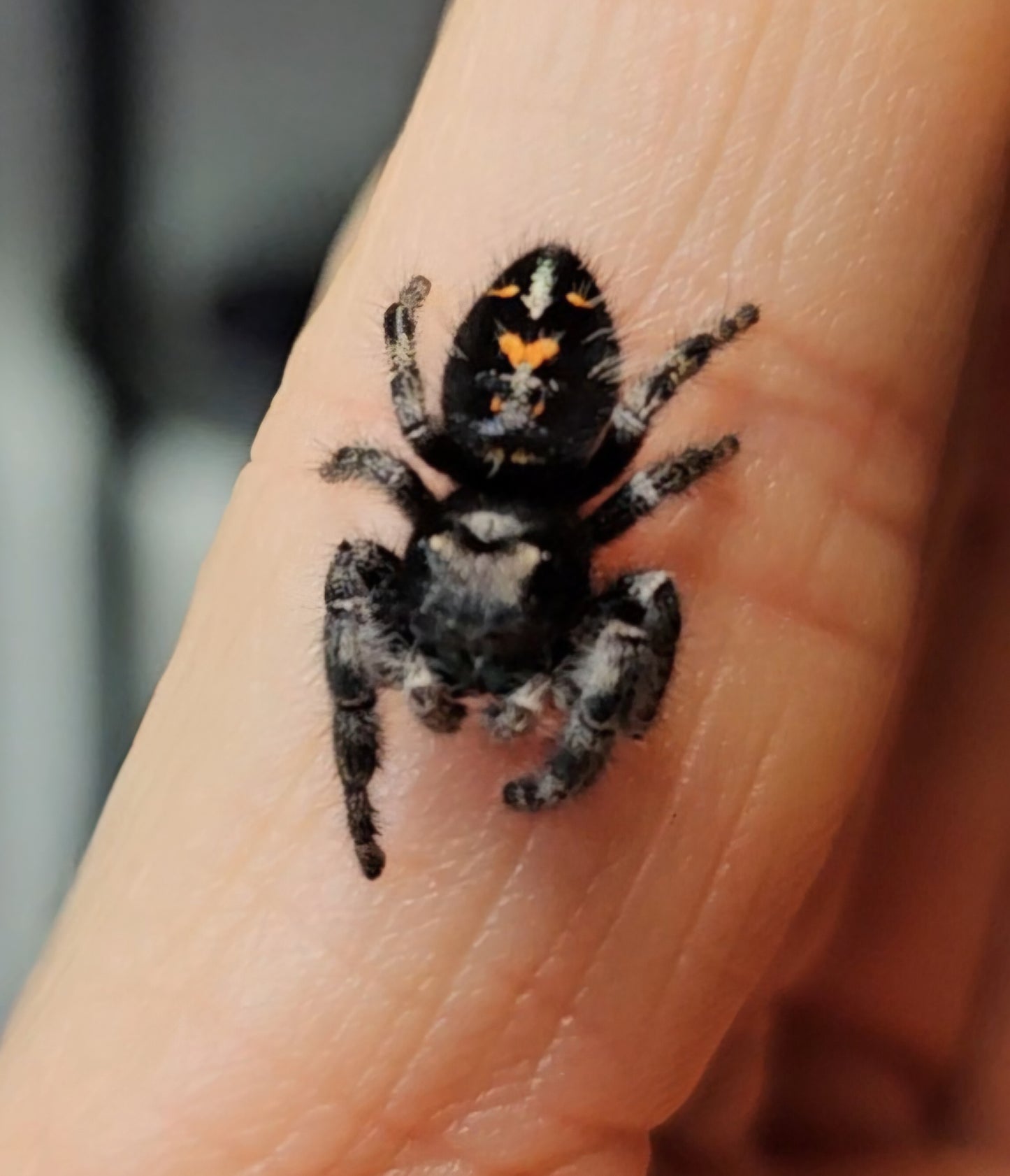 Phidippus Audax juv/sub-adult/adult