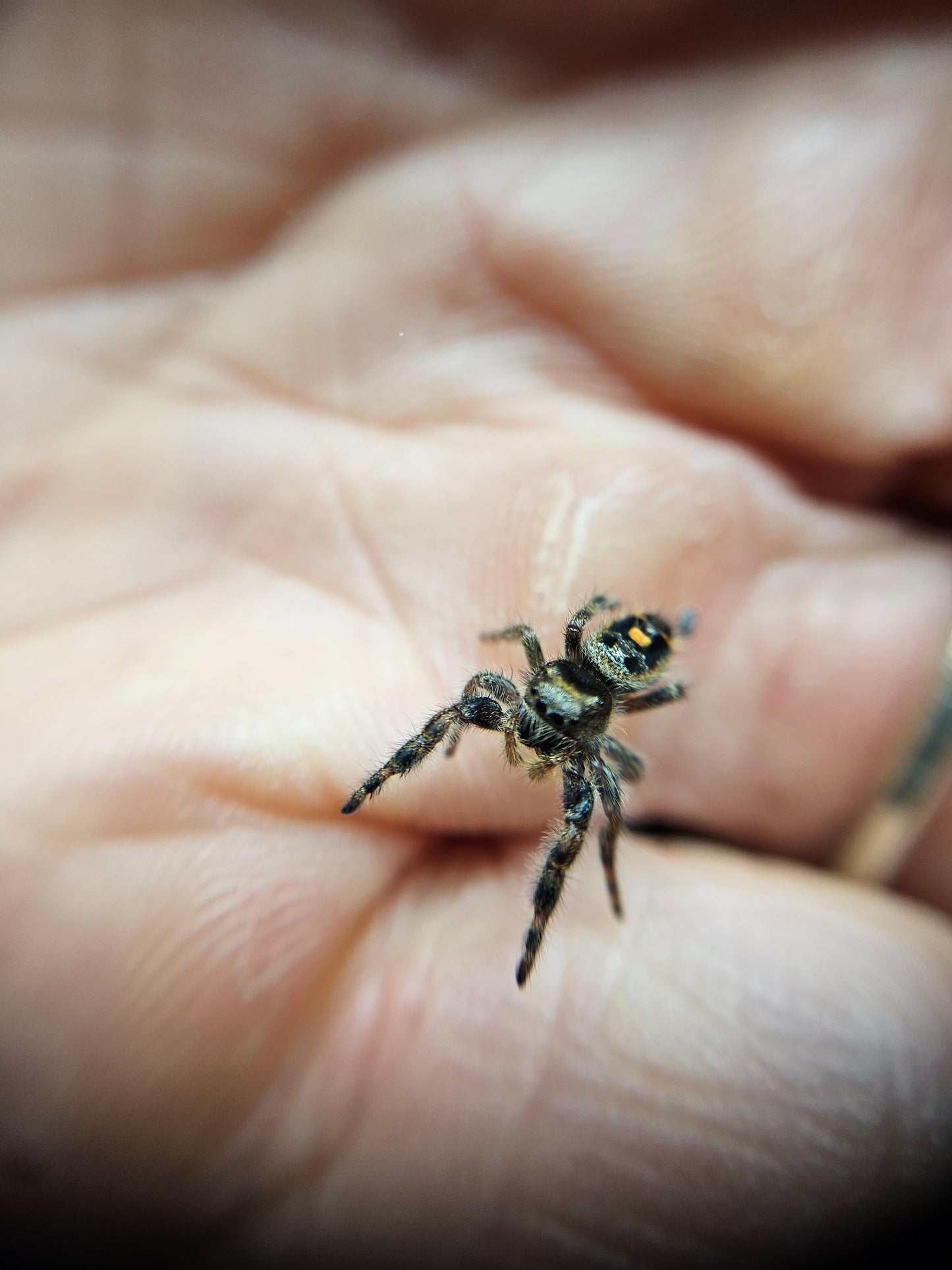 Phidippus Audax juv/sub-adult/adult