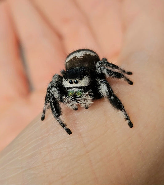 Apalachicola Regal Juveniles (Coming late Spring)