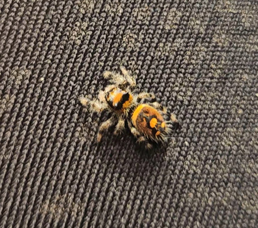 Phidippus Regius -Breeders Choice Juvenile i5-i7