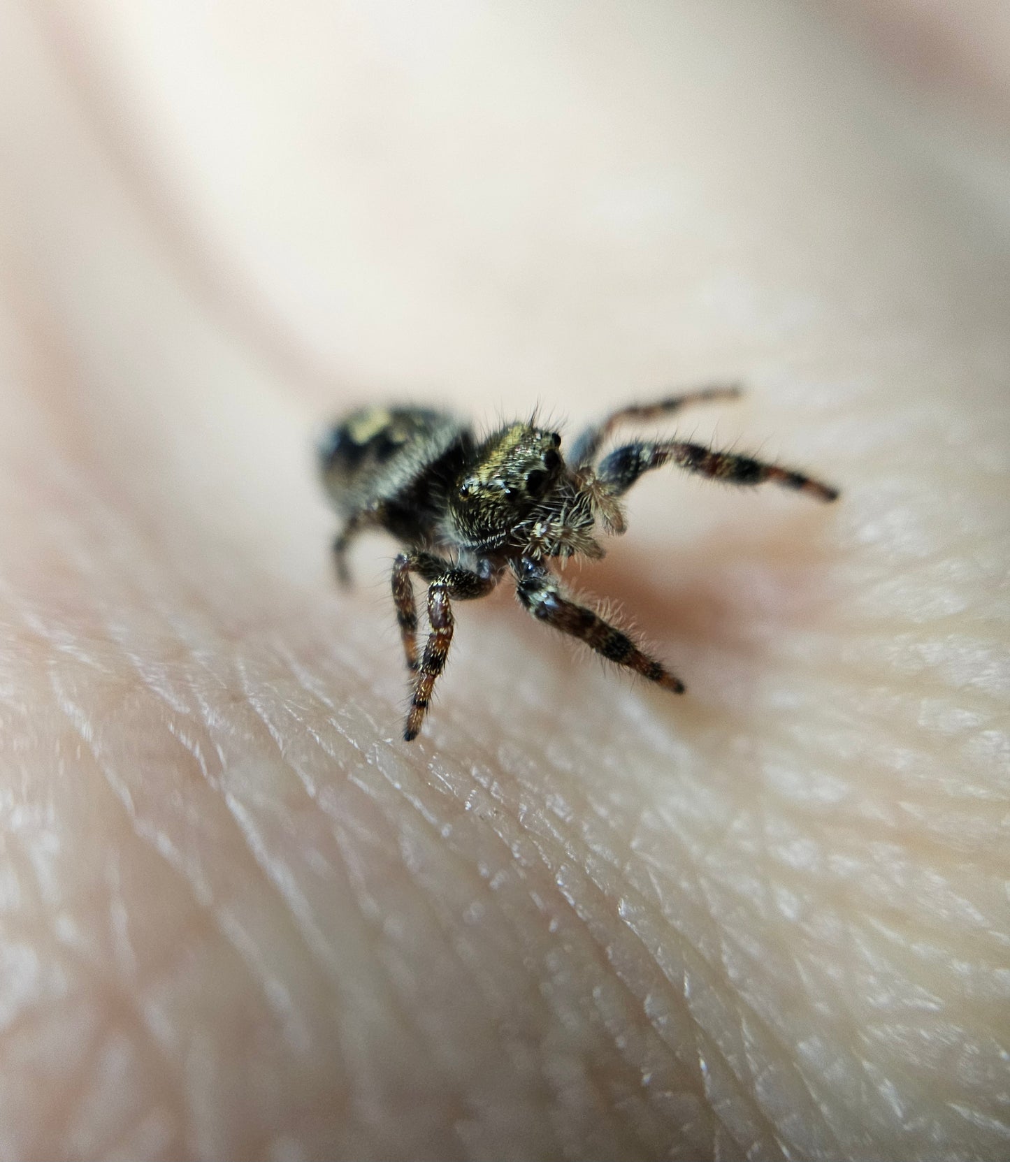 Phidippus Audax juv/sub-adult/adult