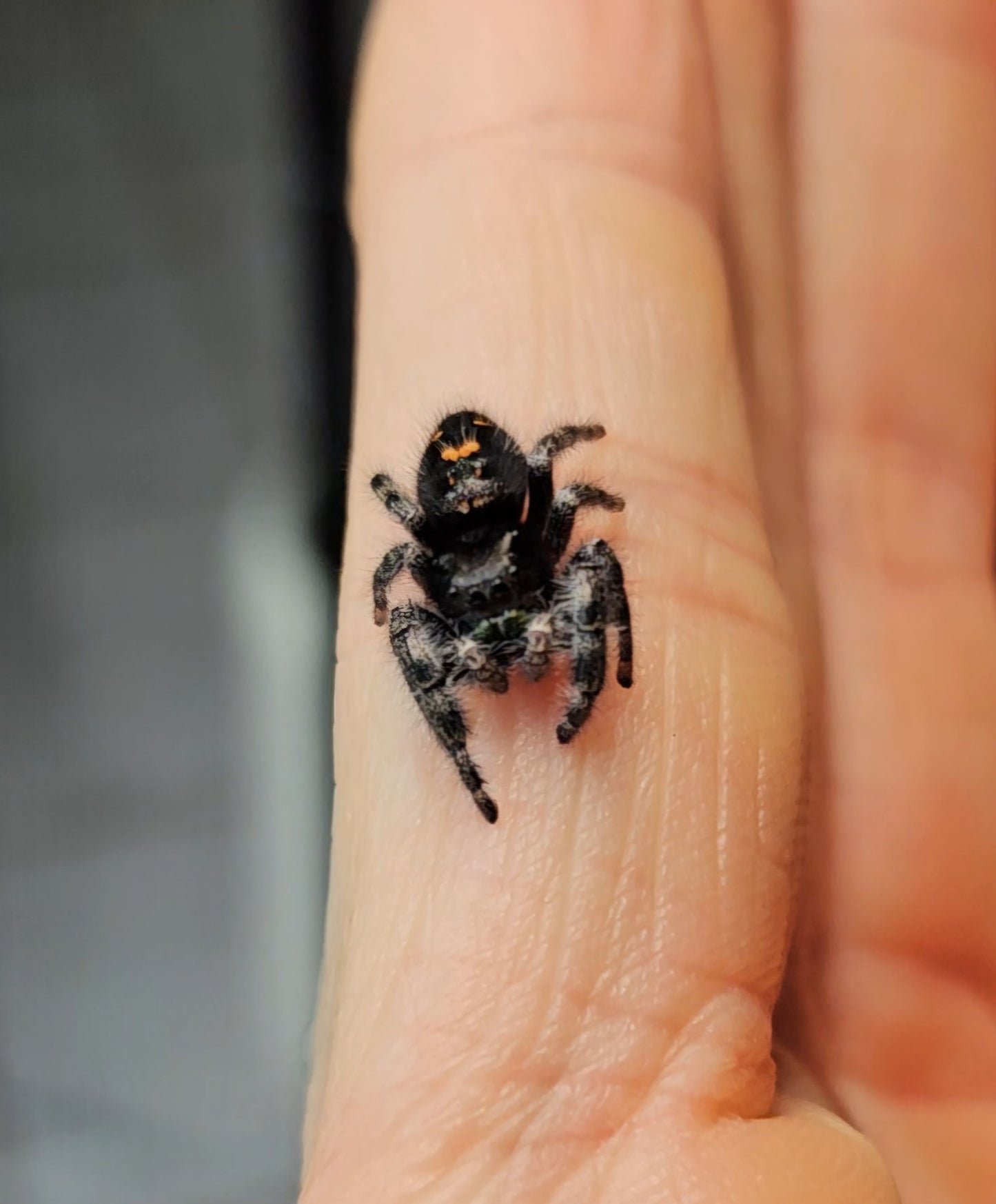 Phidippus Audax juv/sub-adult/adult